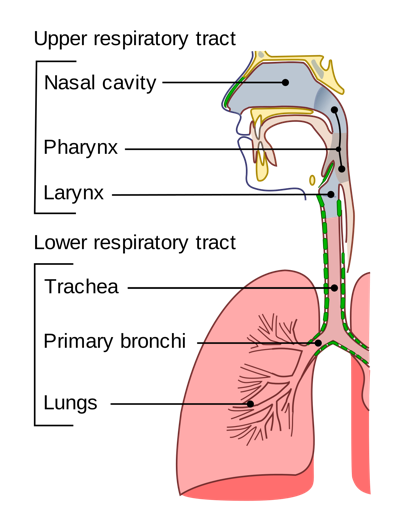 Upper repiratory tract: Nasal cavity; Pharynx; Larynx. Lower tract: Trachea; Primary bronchi; Lungs